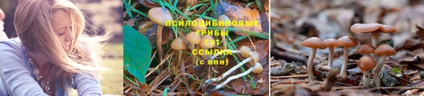 гидра Алексеевка